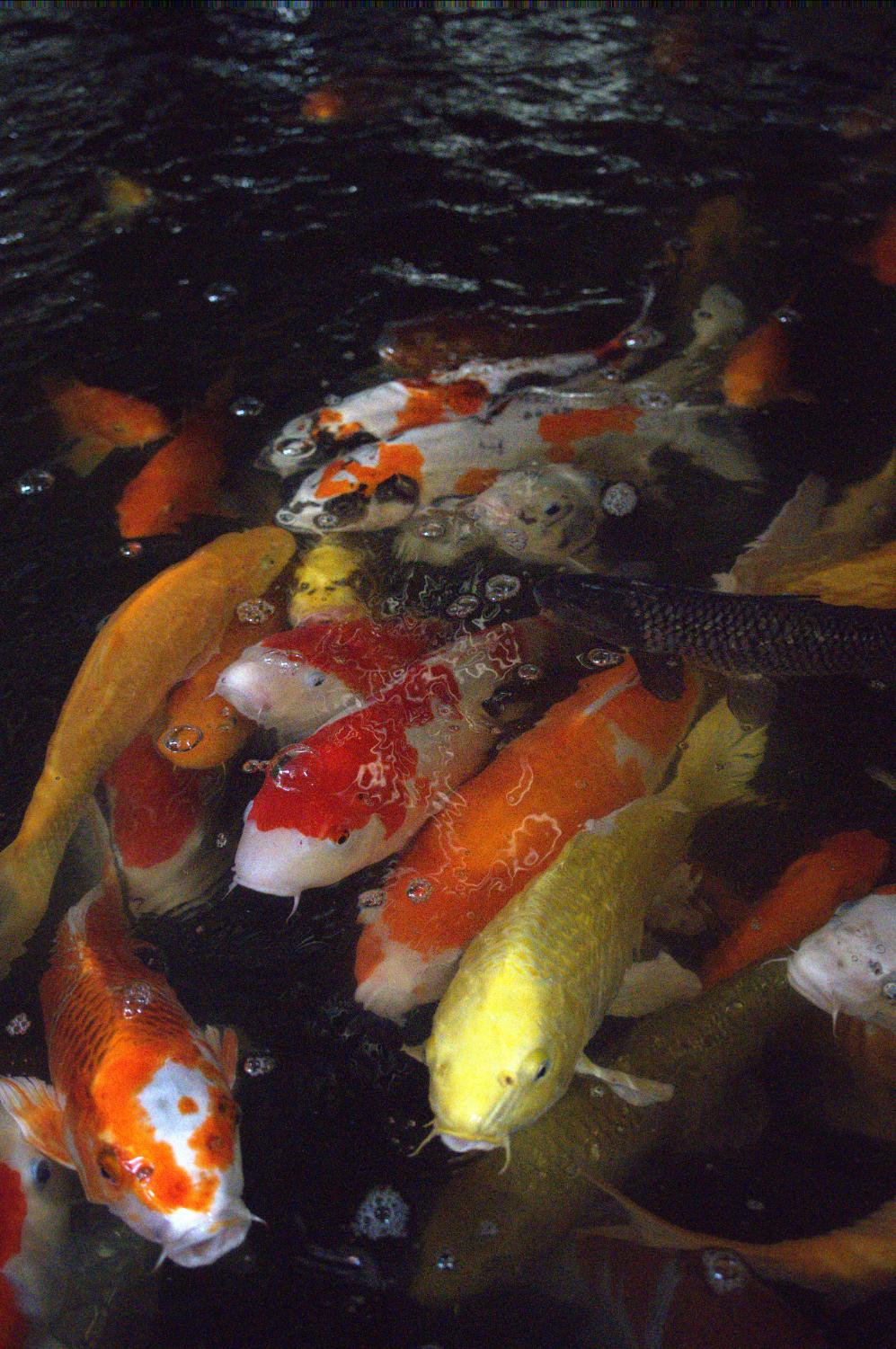 Koi Swimming