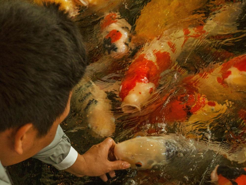 Koi Swimming