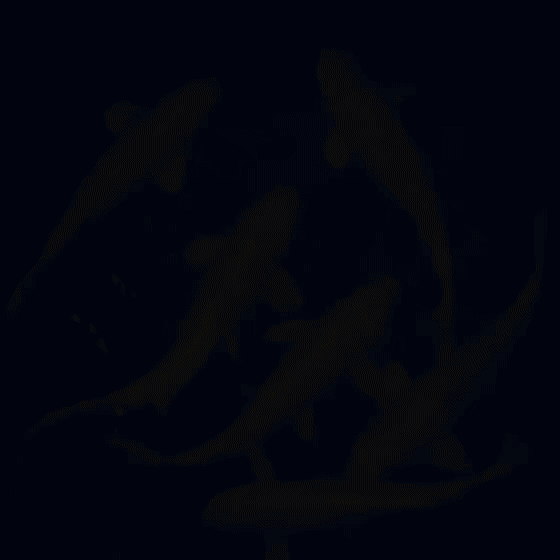 Koi Swimming